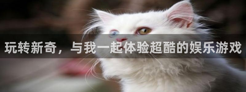 狗子28：玩转新奇，与我一起体验超酷的娱乐游戏